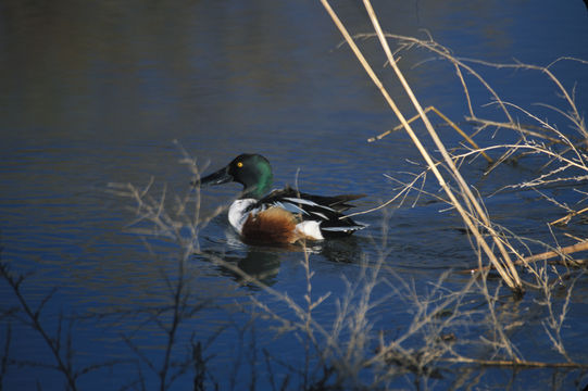 Image of Northern Shoveler