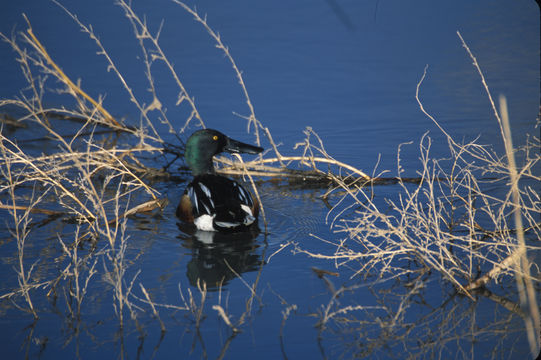 Image of Northern Shoveler