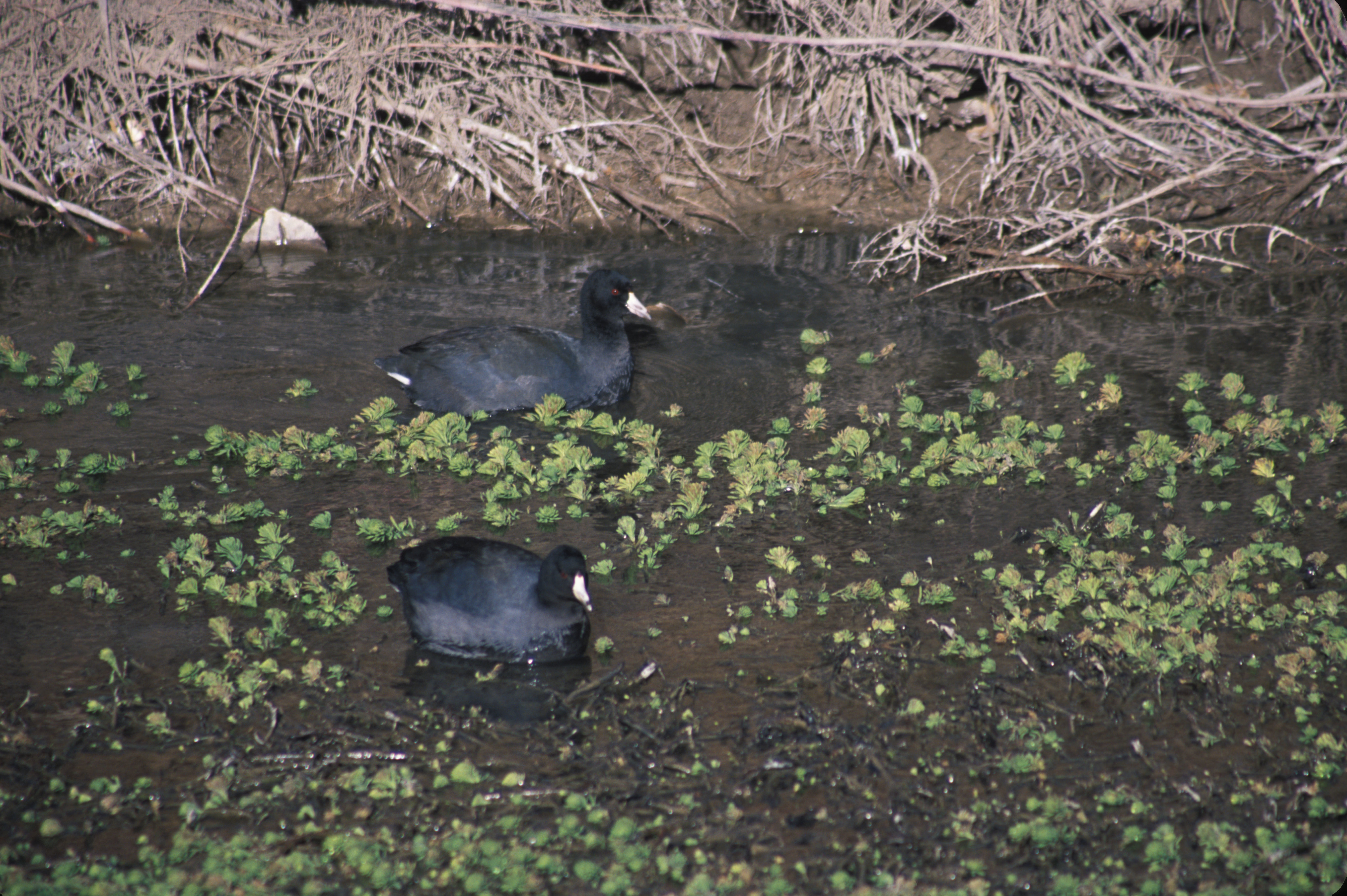 Image of American Coot