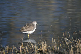 Image of Greater Yellowlegs