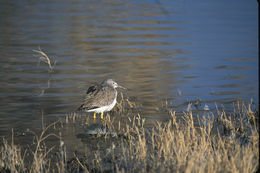 Image of Greater Yellowlegs