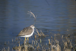 Image of Greater Yellowlegs