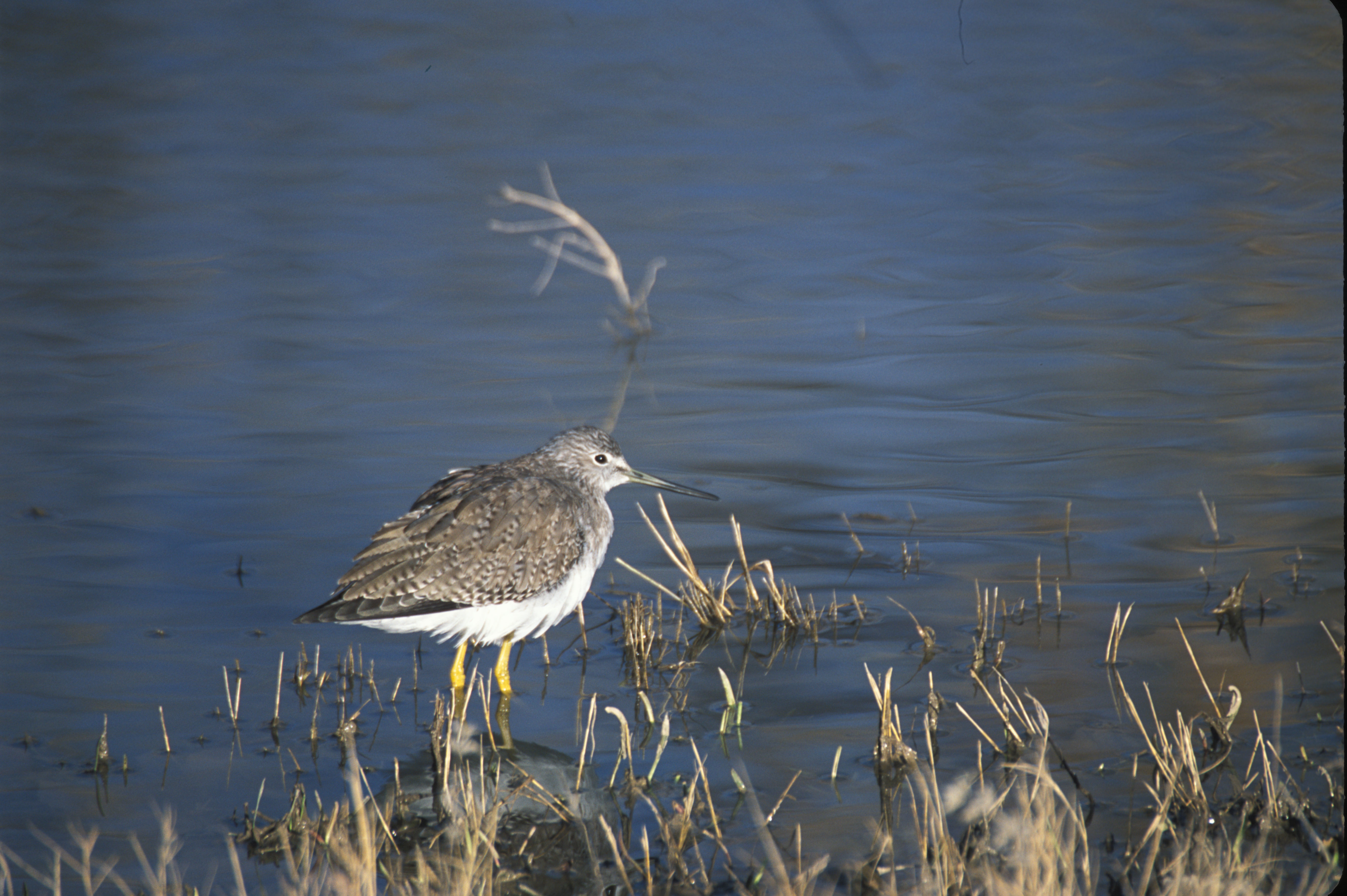 Image of Greater Yellowlegs