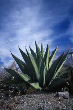 Image de Agave américain