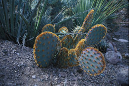 Image of chenille pricklypear