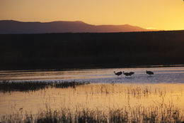 Image of sandhill crane