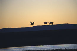 Image of sandhill crane