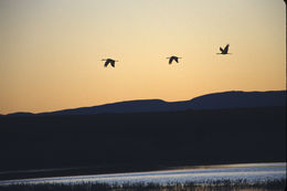 Image of sandhill crane