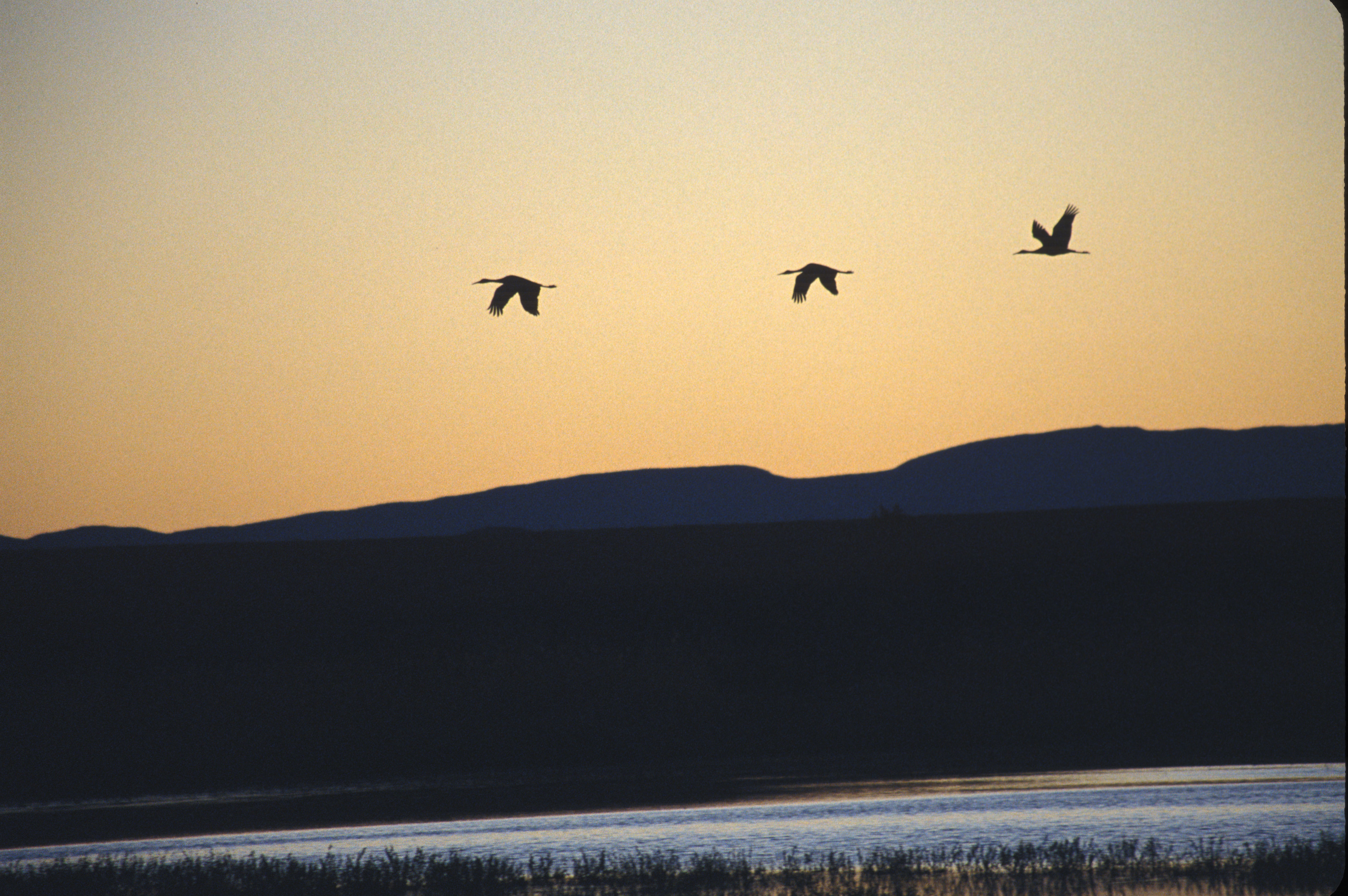 Image of sandhill crane