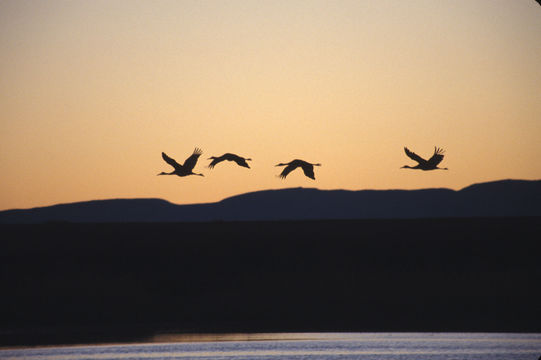 Image of sandhill crane