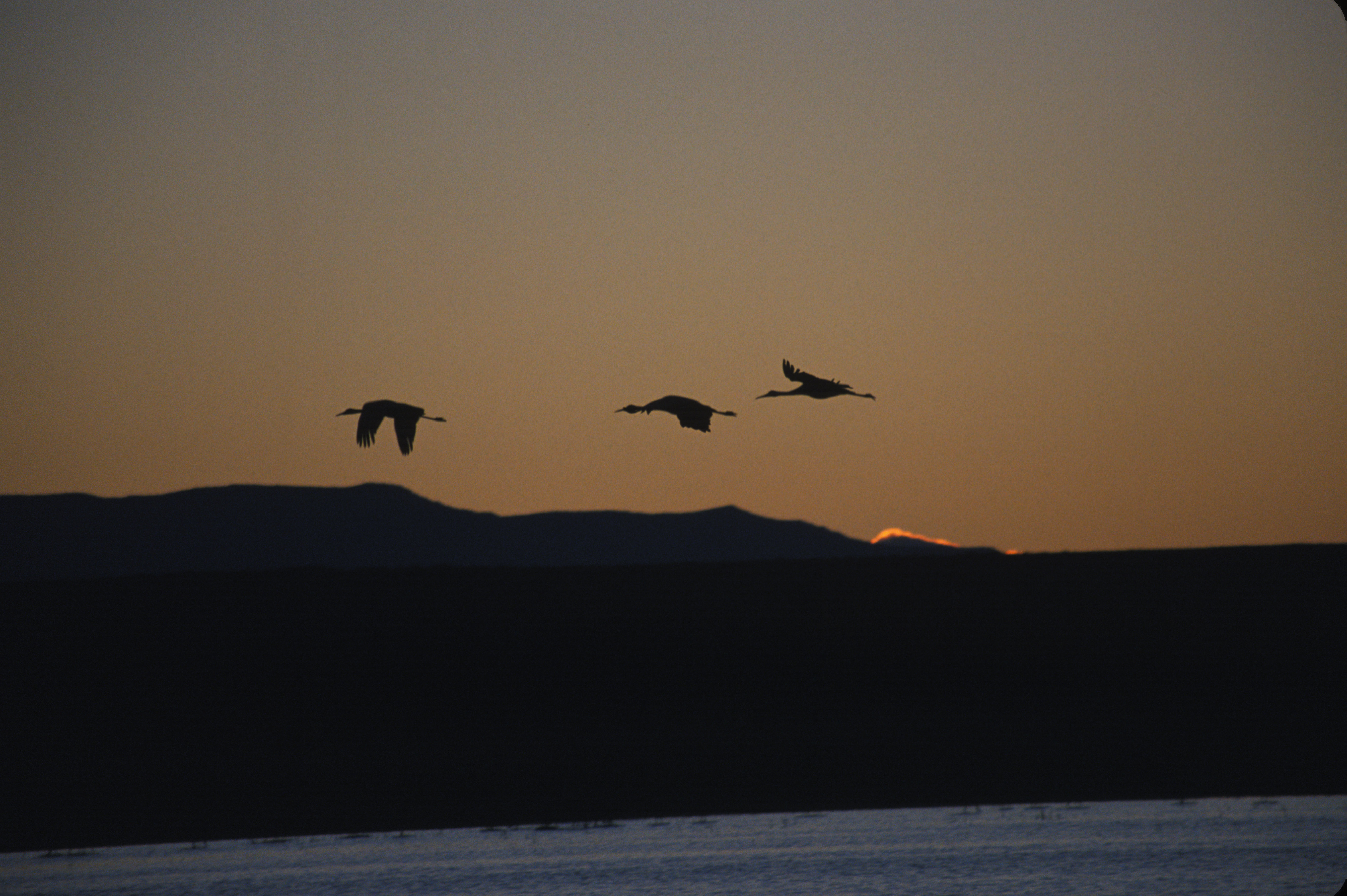 Image of sandhill crane