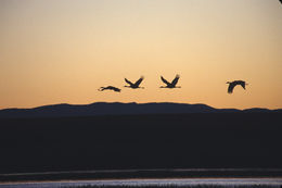 Image of sandhill crane