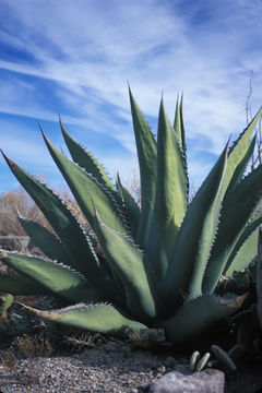 Image of American Aloe