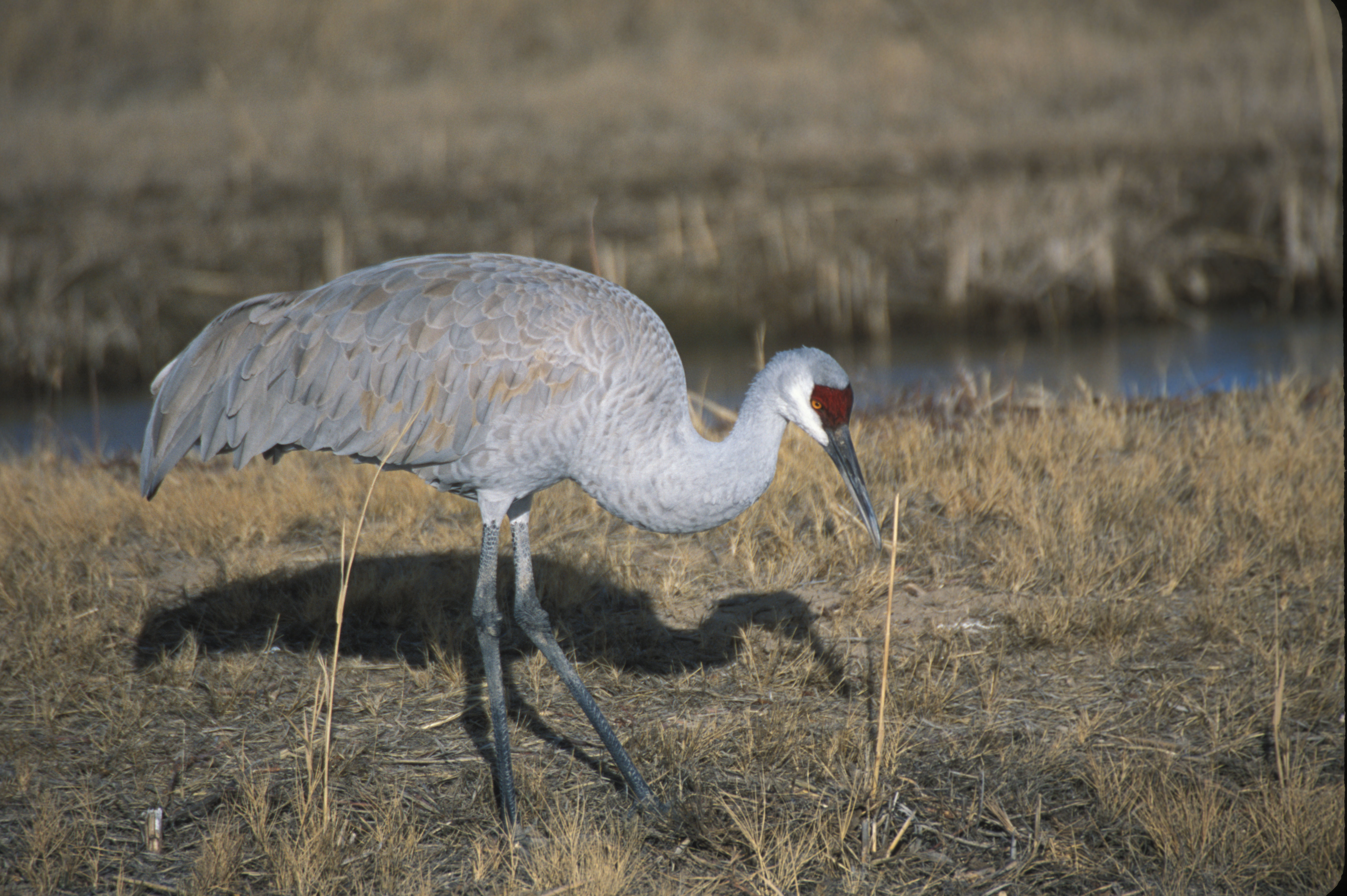 Image of sandhill crane