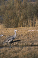 Image of sandhill crane