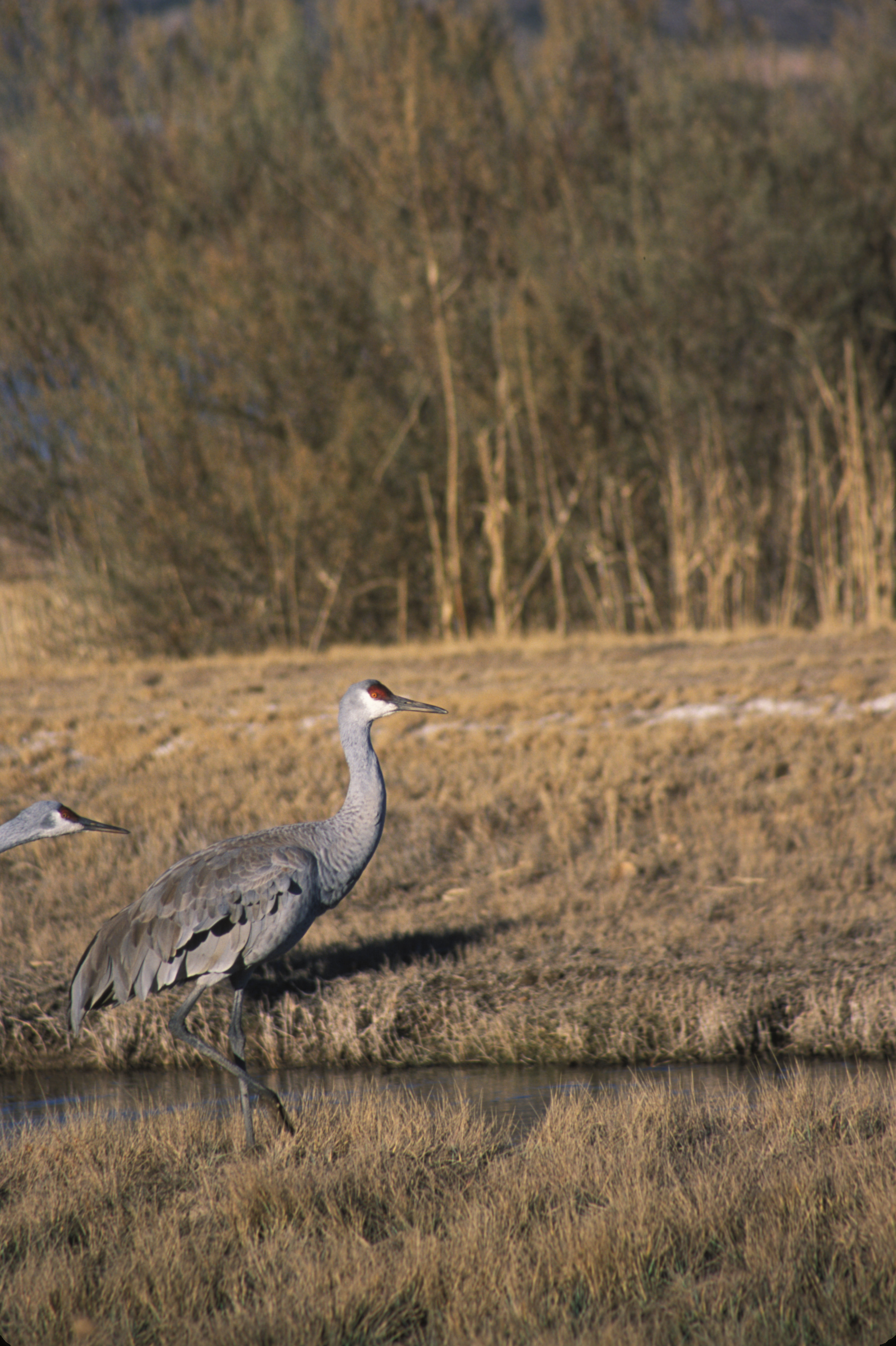 Image of sandhill crane