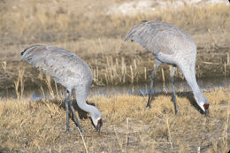 Image of sandhill crane