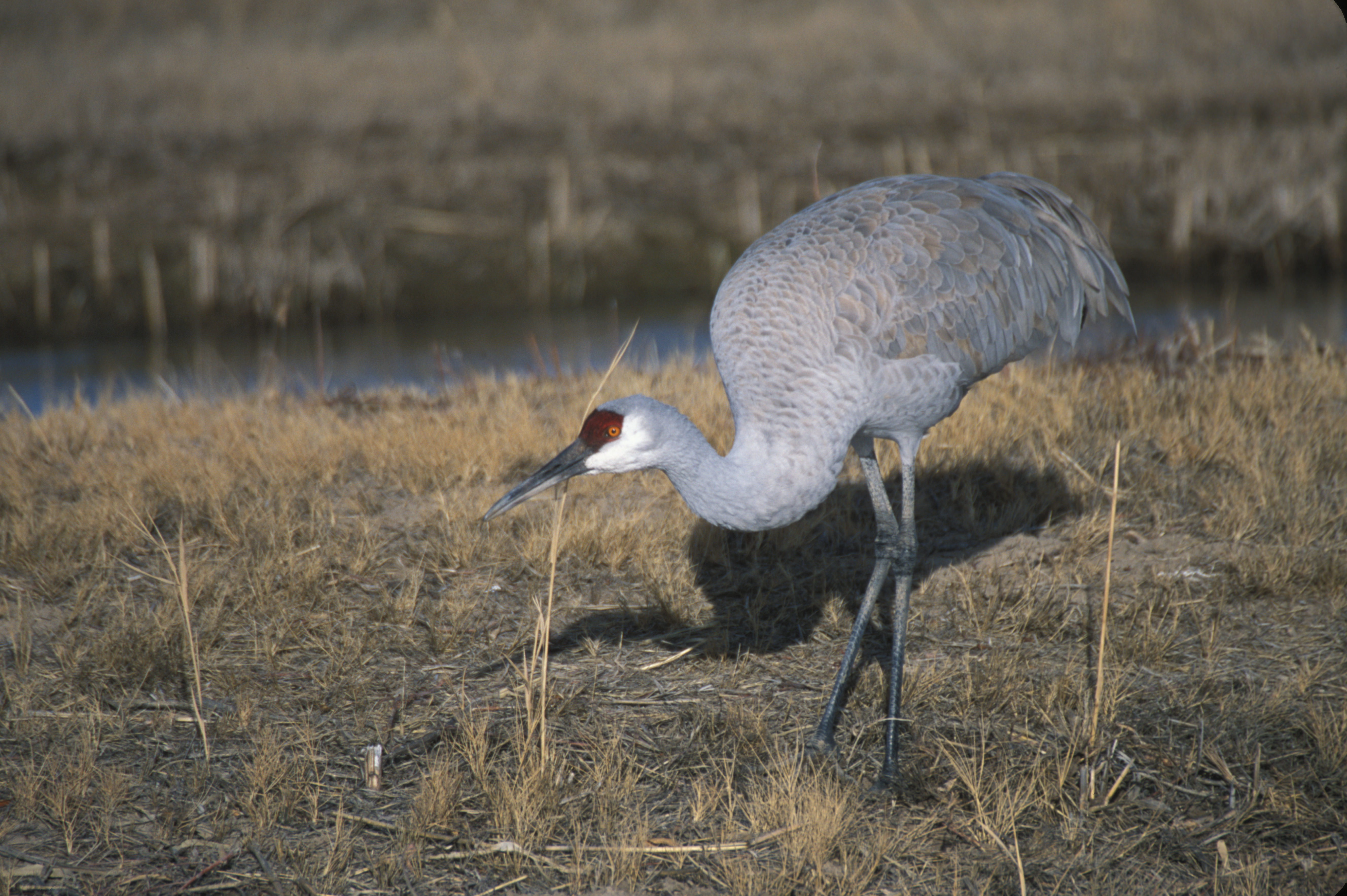 Image of sandhill crane