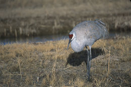 Image of sandhill crane