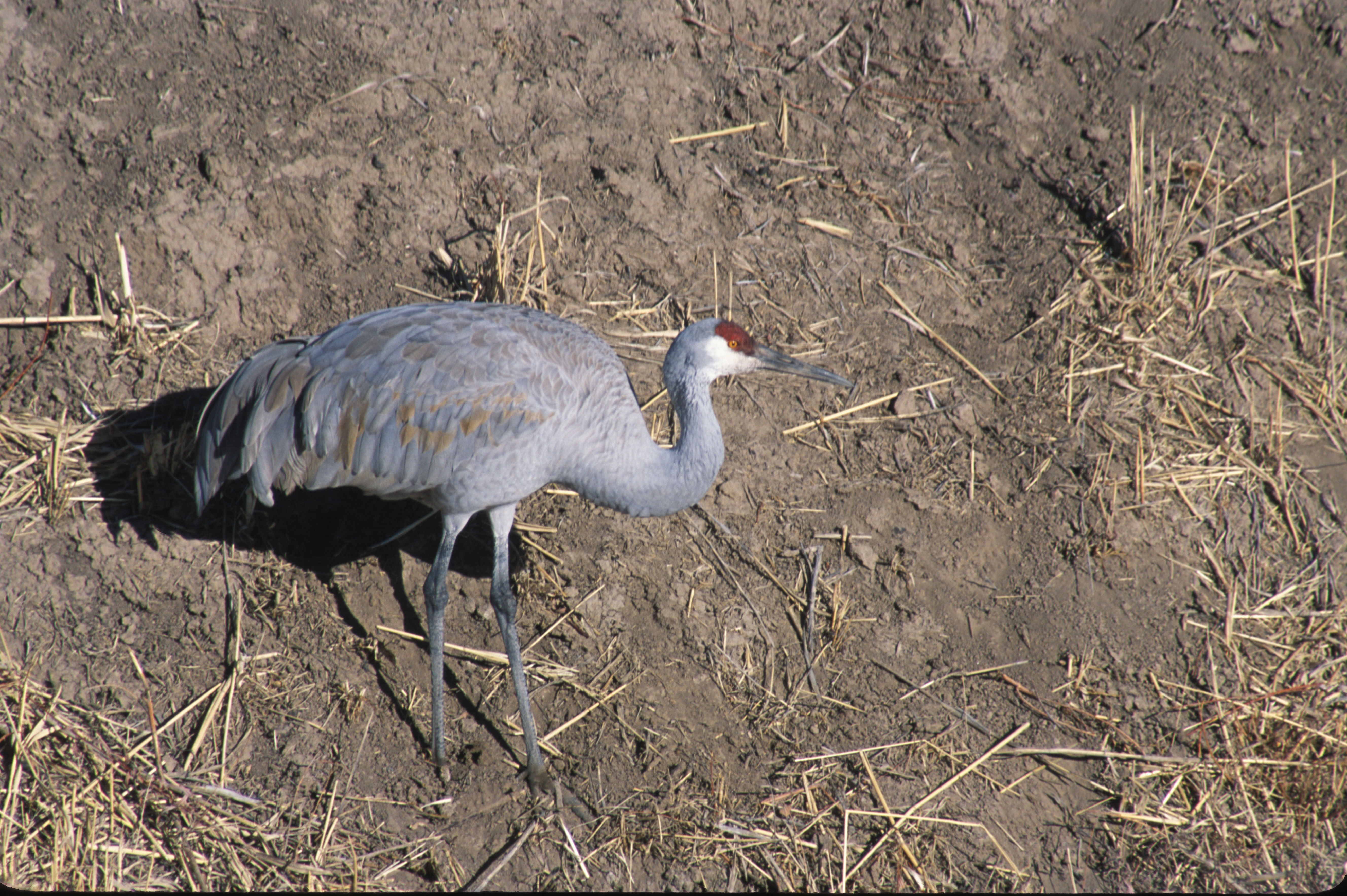 Image of sandhill crane