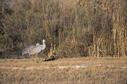 Image of sandhill crane