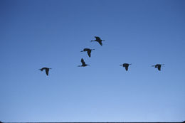 Image of sandhill crane