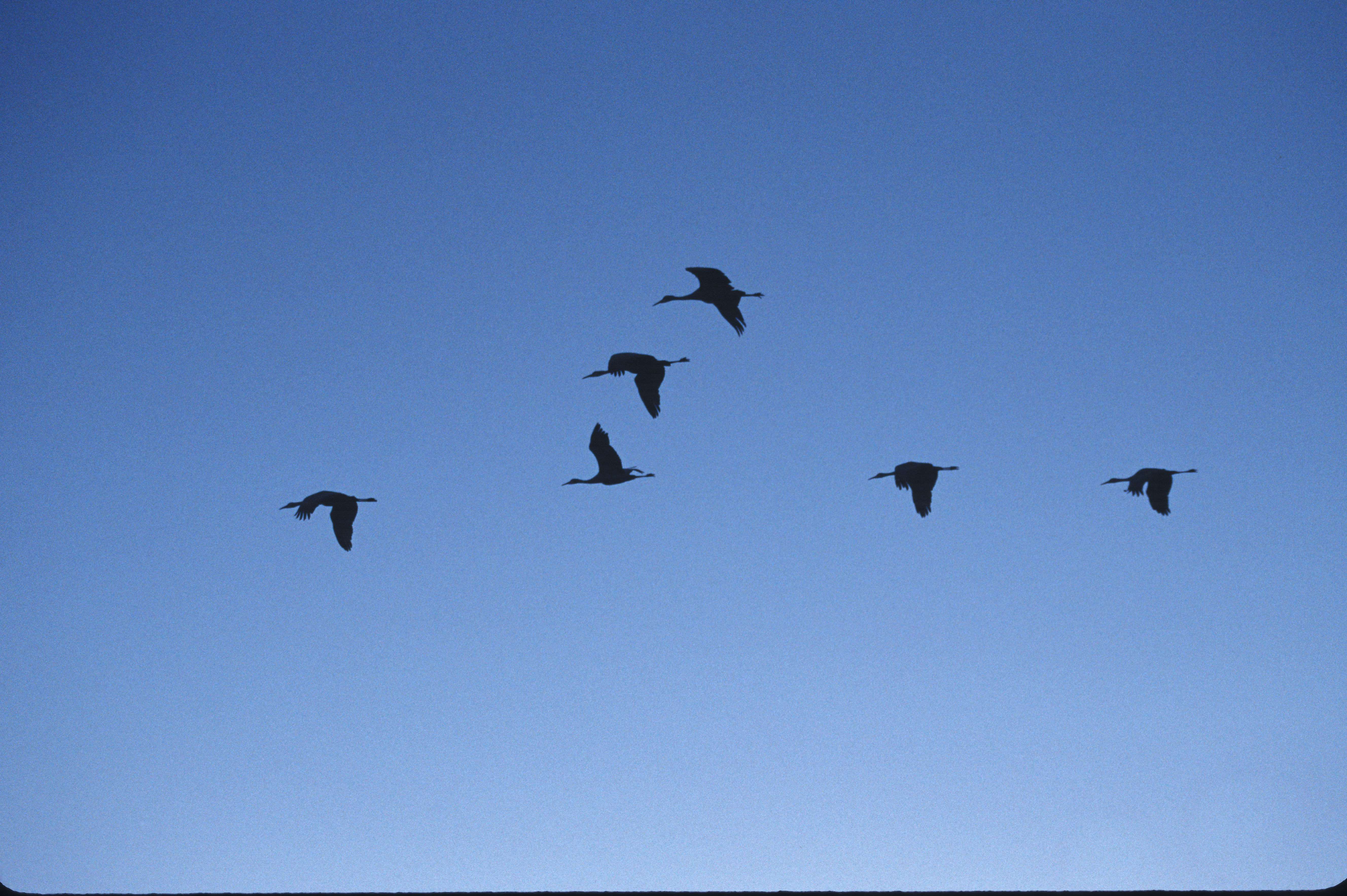 Image of sandhill crane