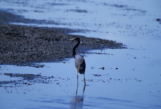 Image de Aigrette tricolore