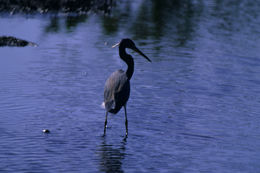 Image of Great Blue Heron