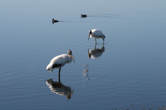 Image of Wood Stork