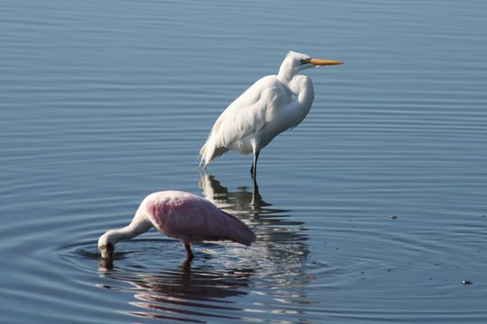 Image of Ardea alba egretta Gmelin & JF 1789