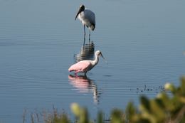 Image of Wood Stork