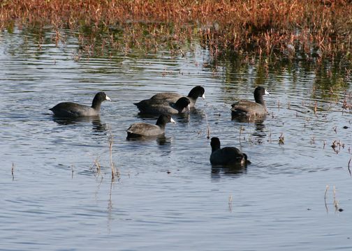 Image of American Coot