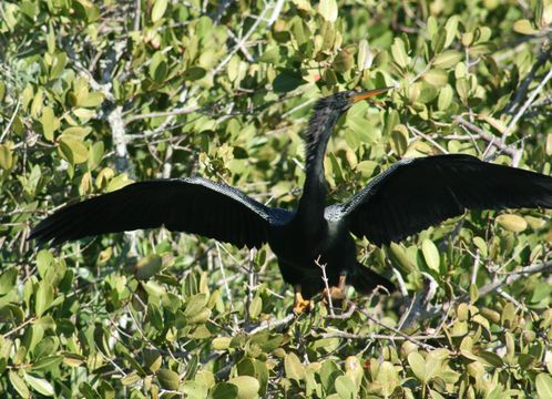 Image of Anhinga anhinga leucogaster (Vieillot 1816)