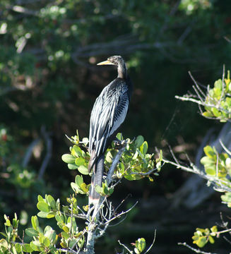 Sivun Anhinga anhinga leucogaster (Vieillot 1816) kuva