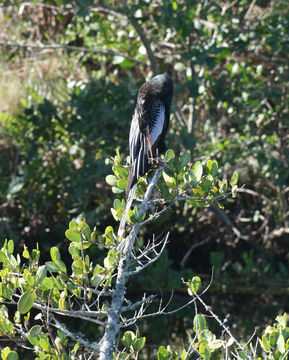 Imagem de Anhinga anhinga leucogaster (Vieillot 1816)