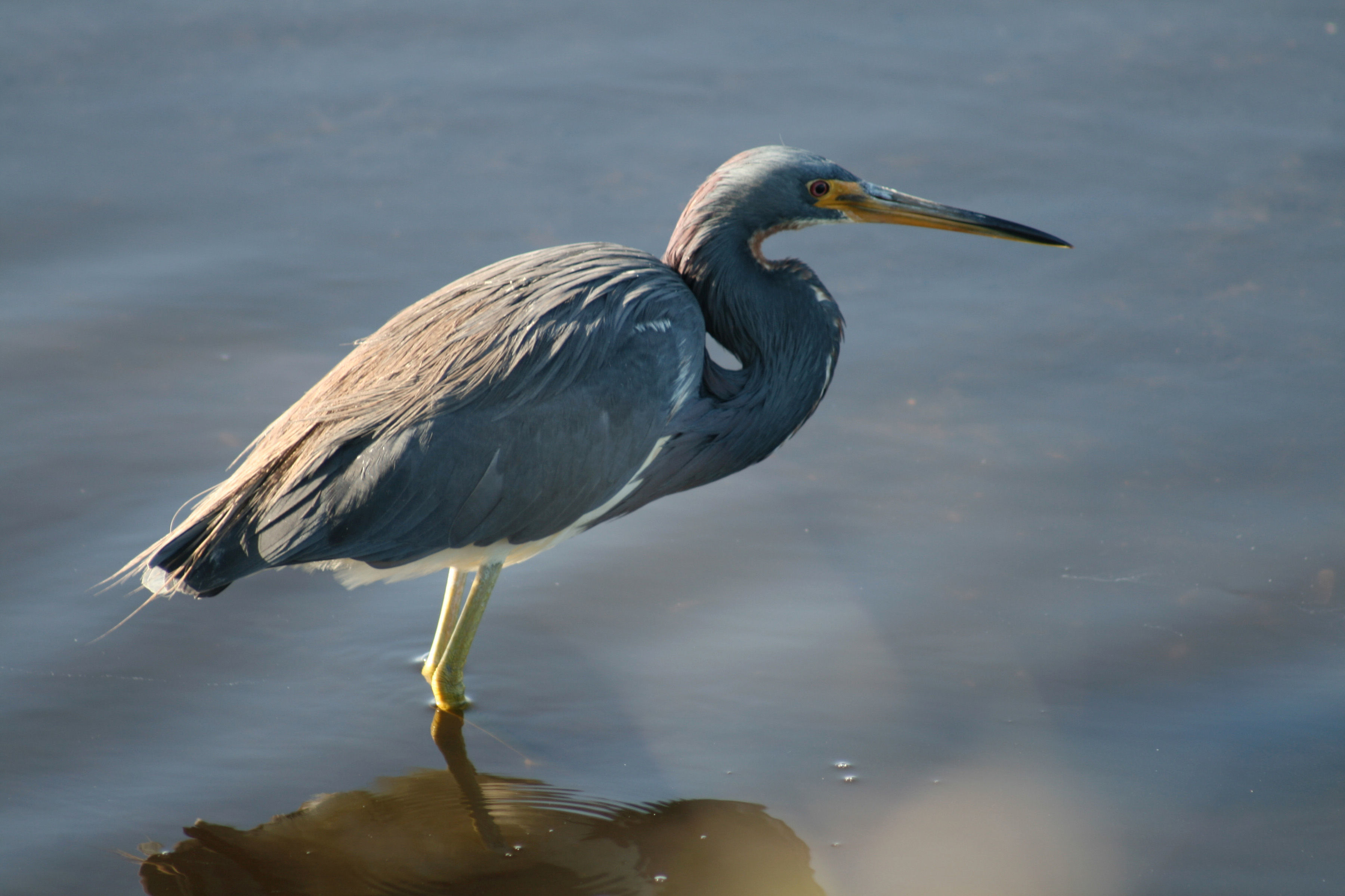 Image of Tricolored Heron