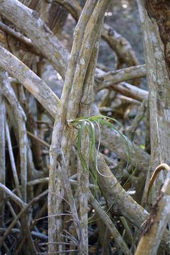 Image of red mangrove