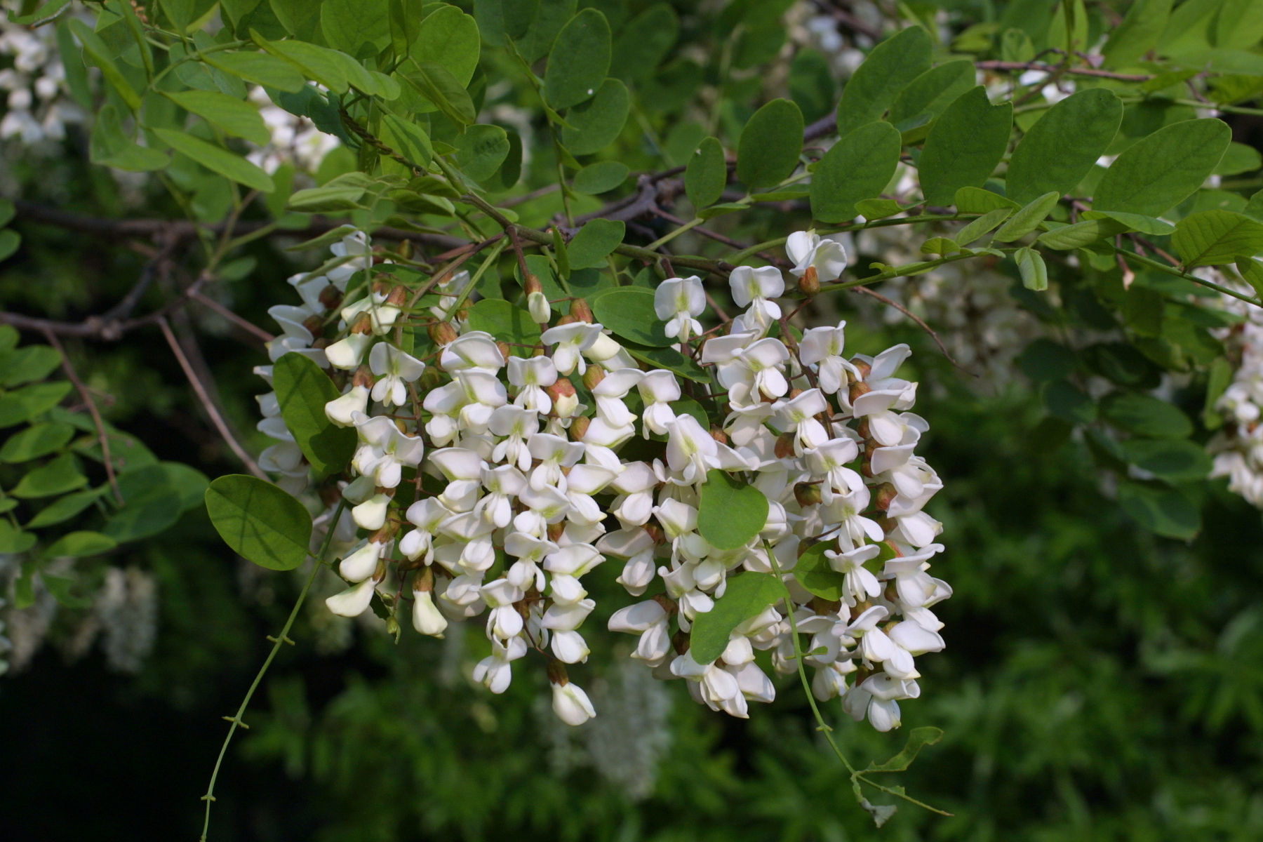 Image of black locust