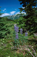 Image of arctic lupine