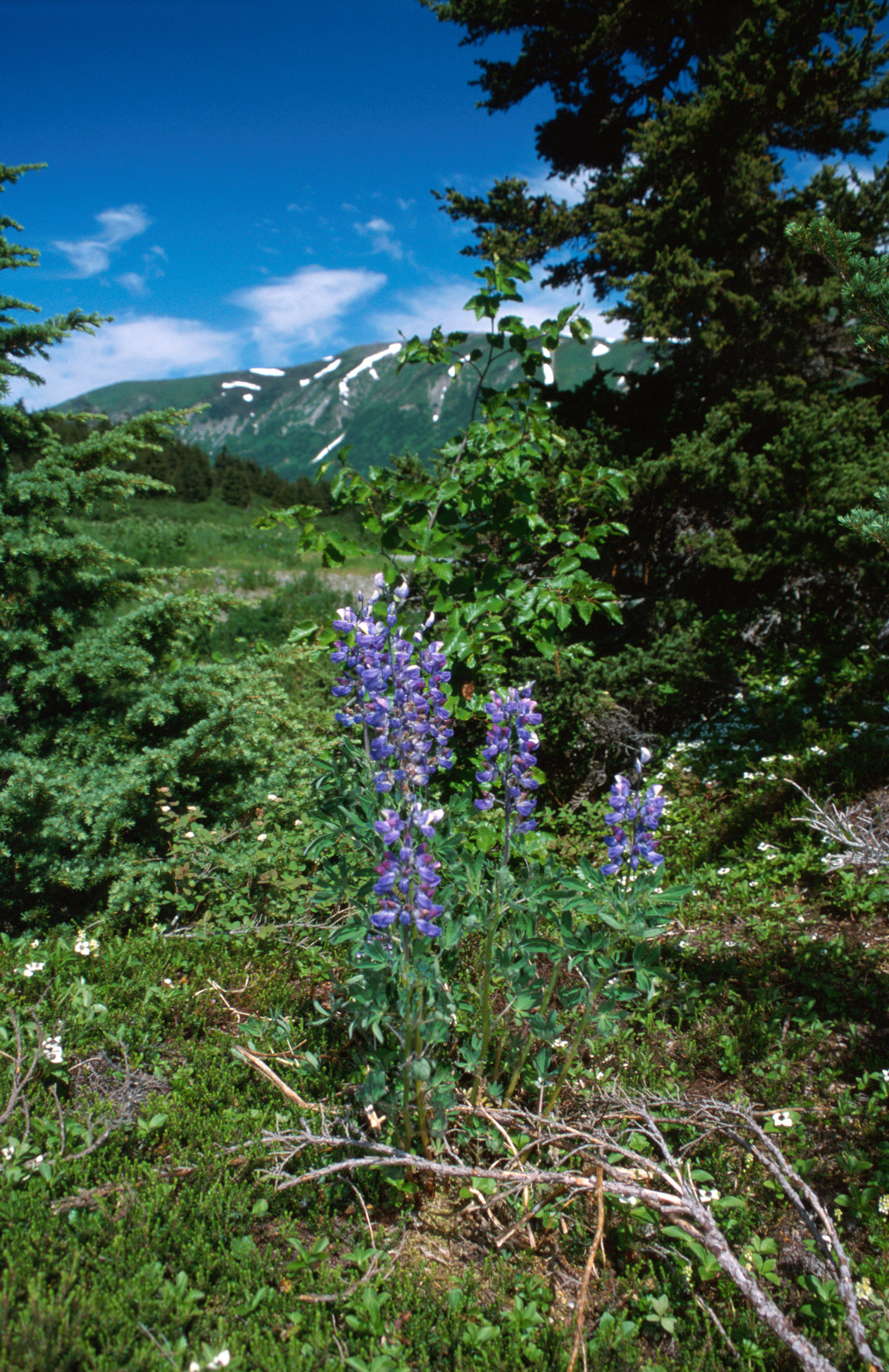 Image of arctic lupine