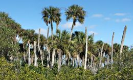 Image of Cabbage Palm