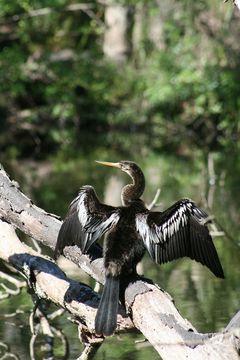 Image de Anhinga anhinga leucogaster (Vieillot 1816)