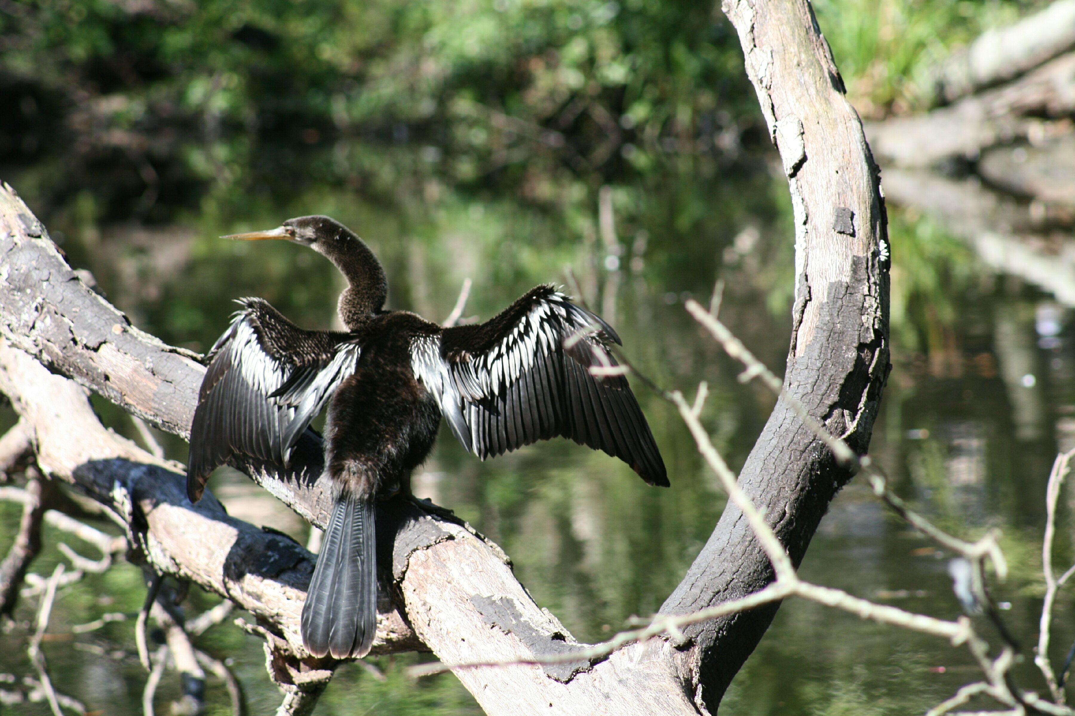 Image of Anhinga anhinga leucogaster (Vieillot 1816)