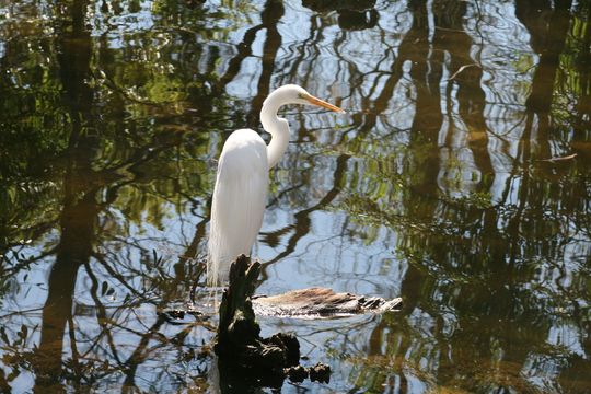 Image of Ardea alba egretta Gmelin & JF 1789