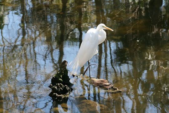 Image of Ardea alba egretta Gmelin & JF 1789