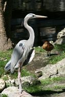 Image of Great Blue Heron