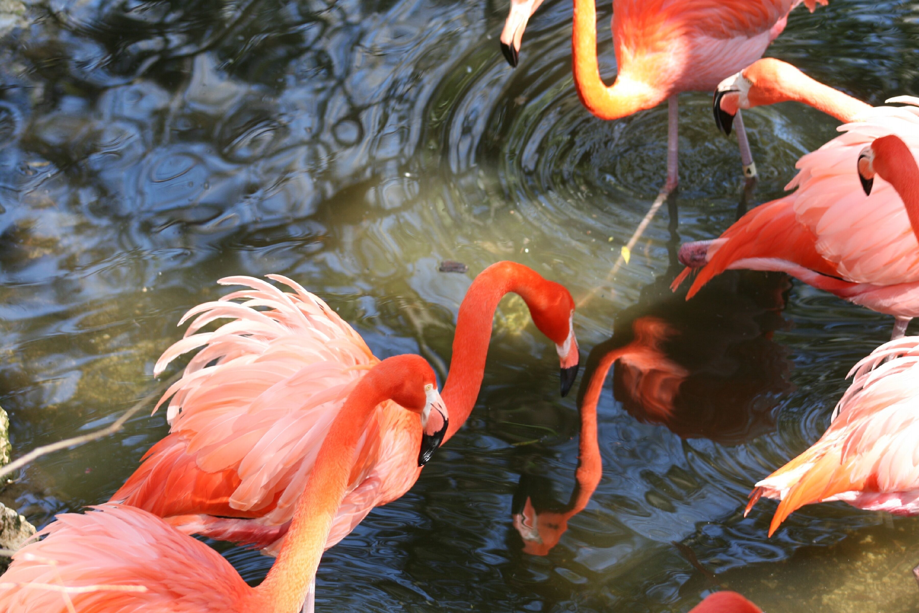 Imagem de Phoenicopterus ruber Linnaeus 1758