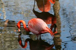 Imagem de Phoenicopterus ruber Linnaeus 1758