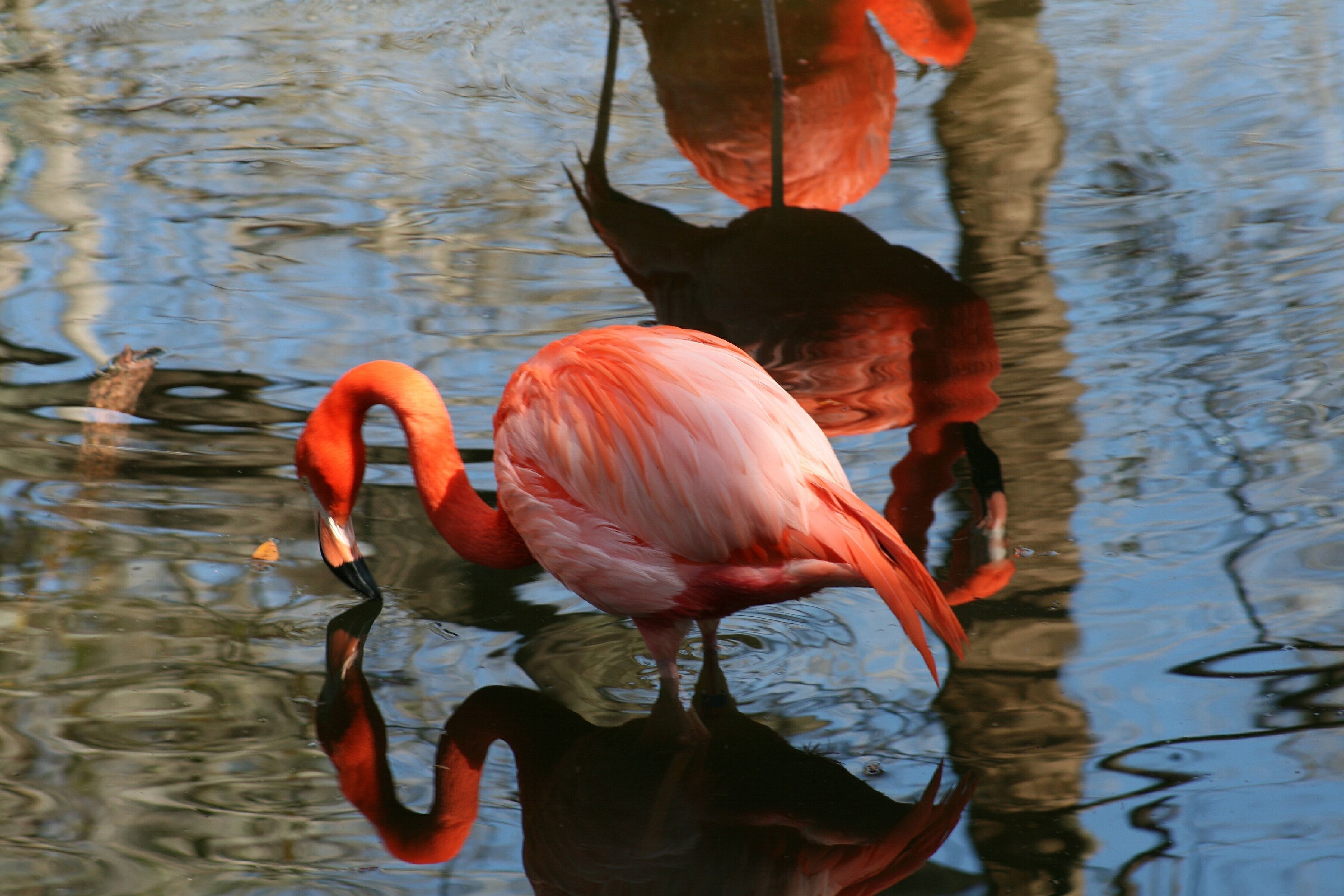 Imagem de Phoenicopterus ruber Linnaeus 1758